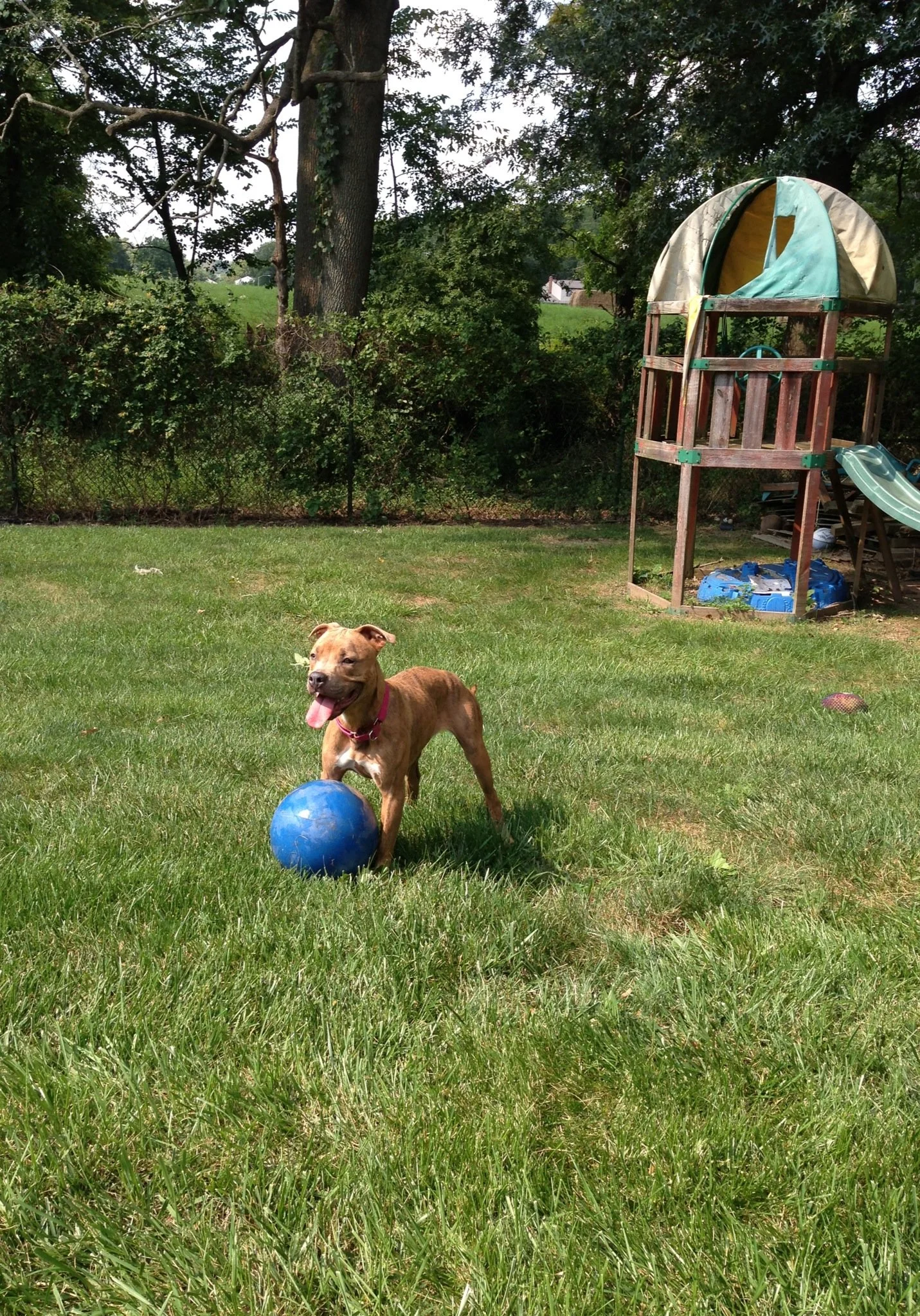 A brown dog with a pink collar standing on green grass with a blue ball in front of it in a backyard. There is a play structure with a slide and a canopy in the background, along with trees and fencing.
