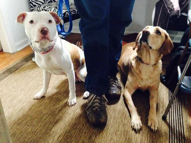 Two dogs on the floor indoors, one white with brown spots and the other light brown, sitting next to a person's legs in dark pants and sneakers.