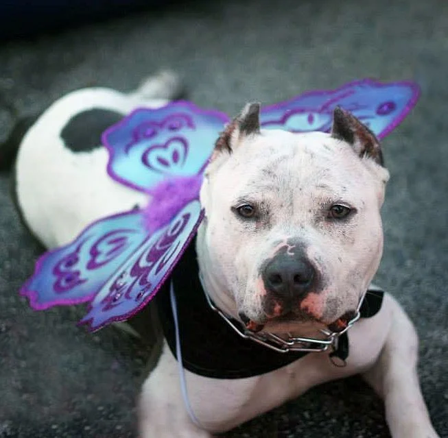 Dog wearing purple butterfly wings costume sitting on ground with gray surface