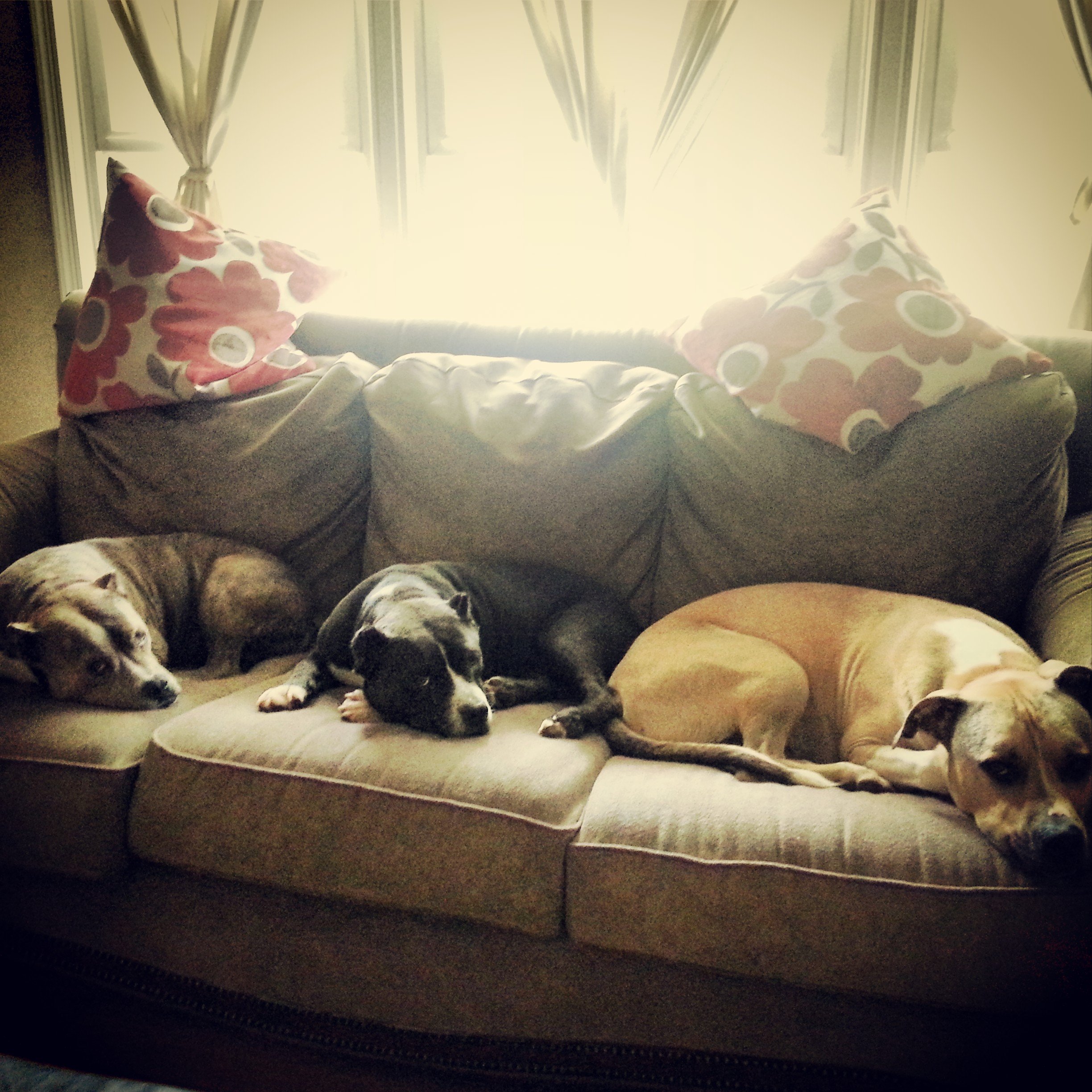 Photograph taken from inside a microwave oven showing a person lying on a bed with two dogs sleeping beside them. The bright light from the microwave window illuminates the scene.