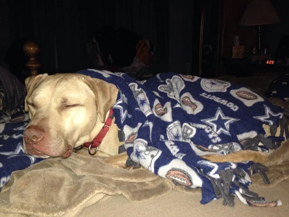 A dog, lying down and sleeping on a bed wrapped in a blanket with a Dallas Cowboys logo.