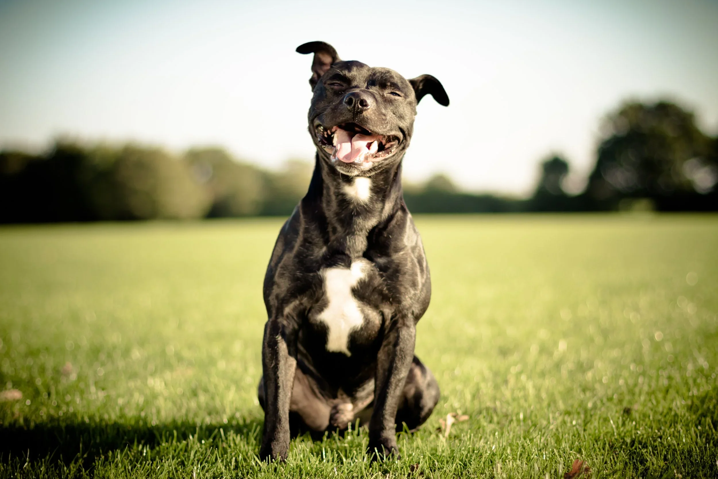 A happy, brindle-colored dog running on a grassy field with a blurred background under a clear sky.