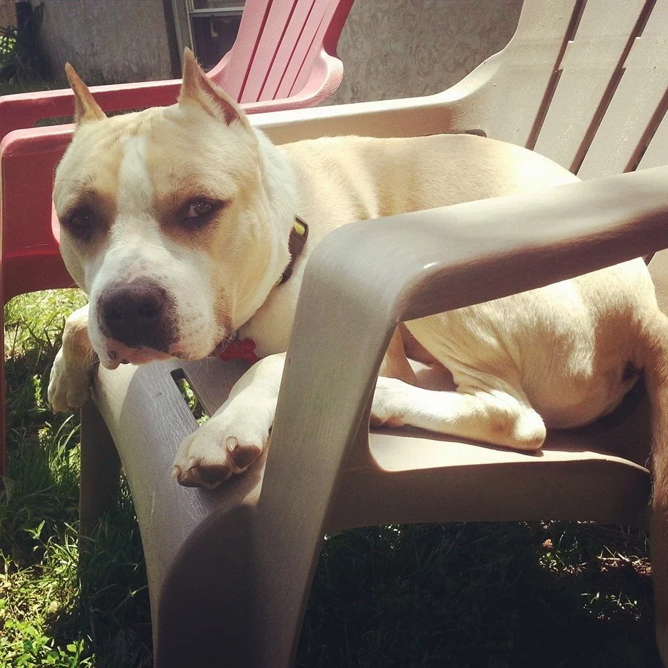 A light-colored dog with a black nose and expressive eyes resting on a patio chair outdoors.