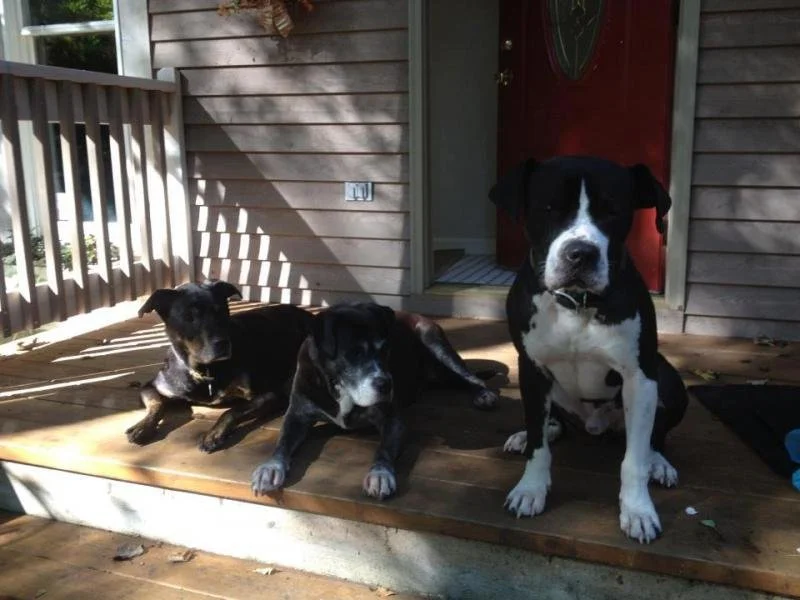 Three black and white dogs sitting on a wooden porch in front of a house, with sunlight casting shadows.