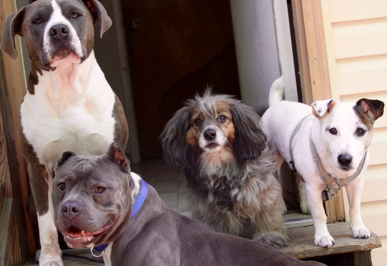 Five dogs of different breeds standing and sitting on a porch, with a wooden door and siding in the background.