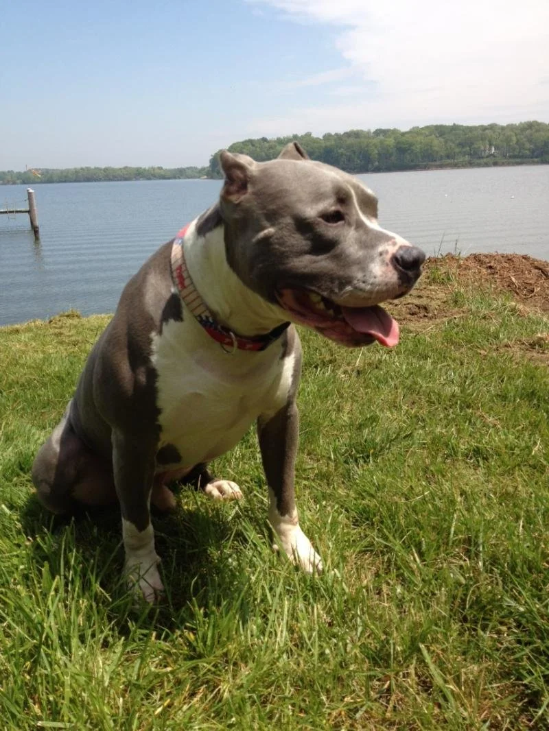 A gray and white pit bull dog sitting on green grass near a body of water with trees in the background, sunny day.