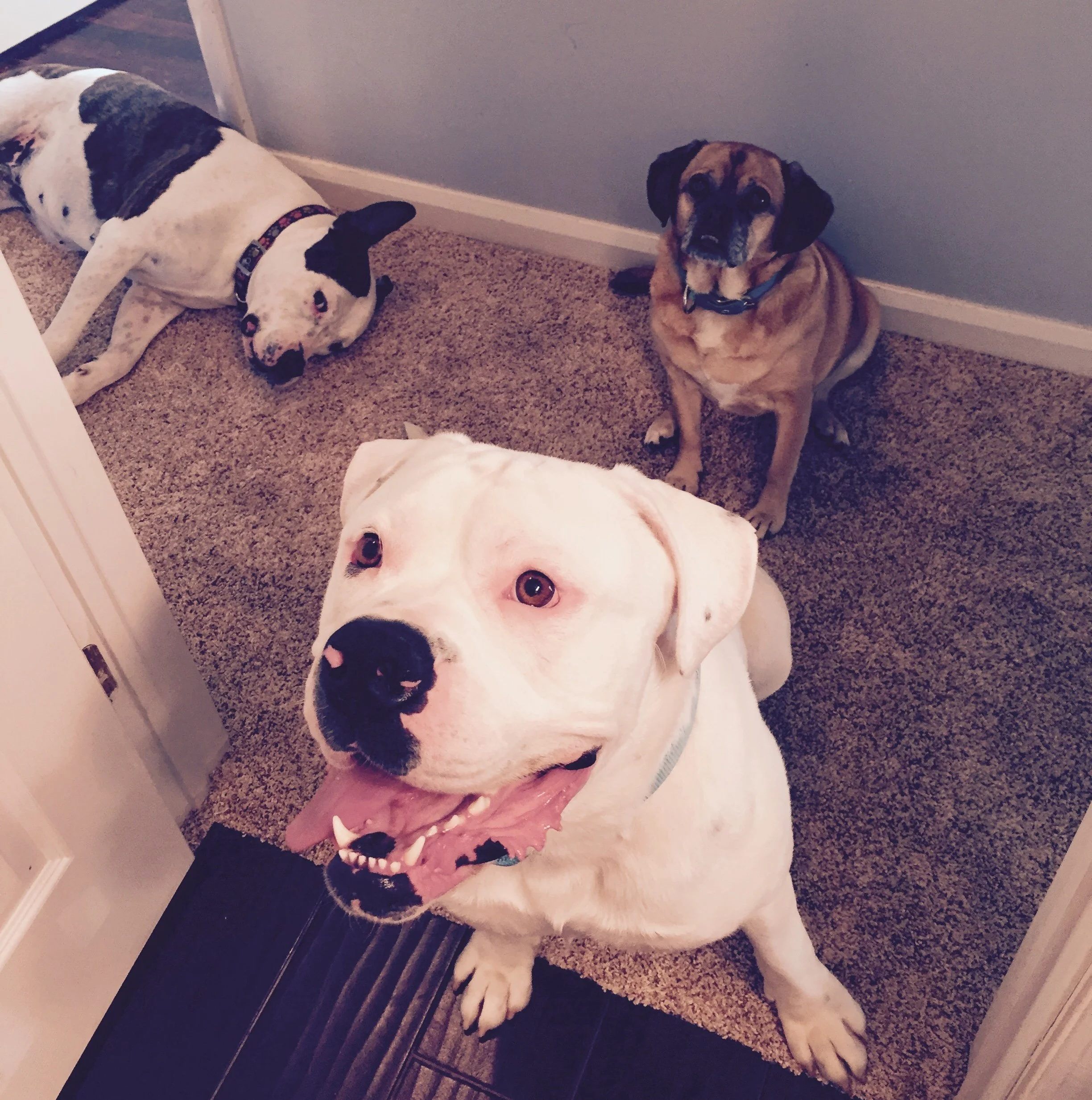 A yellow dog with black ears and a black nose sitting on a carpeted floor next to a wall, looking at the camera. There is another white dog with black spots partially visible in the foreground. The dog in the background is wearing a blue collar.