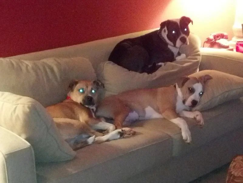 Three dogs lying on a beige sofa in a living room, one with glowing eyes, one with a black and white face sitting on the back of the sofa, and one with a brown and white coat lying on the seat.