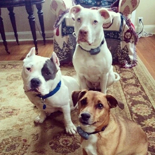 Three dogs sitting on a patterned rug in a living room, with furniture and a blanket visible behind them.