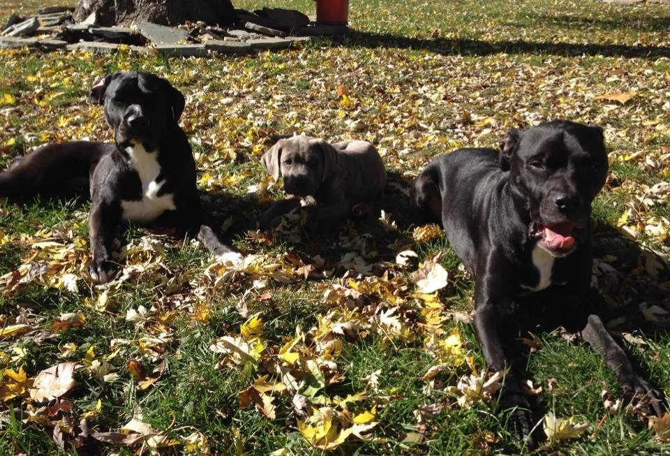 Three dogs lying on grass covered with fallen autumn leaves in a park.