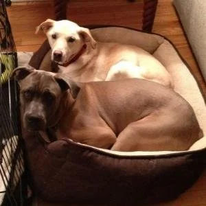 Two dogs lying in a dog bed, one with white and tan fur and the other with dark brown fur, inside a home.