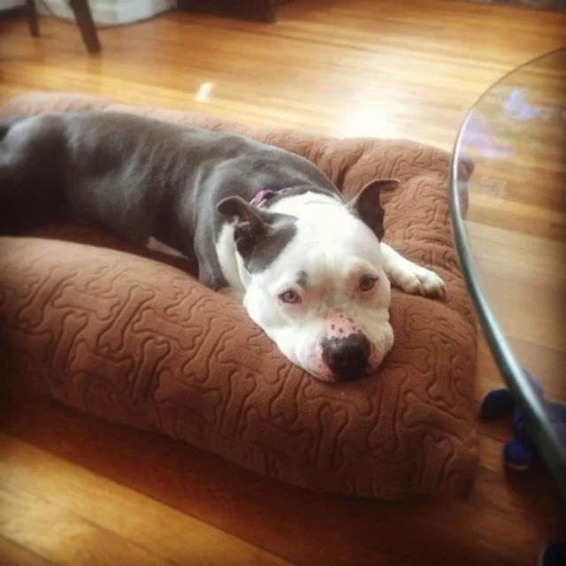 A dog with a gray and white coat laying on a brown dog bed in a room with hardwood floors.