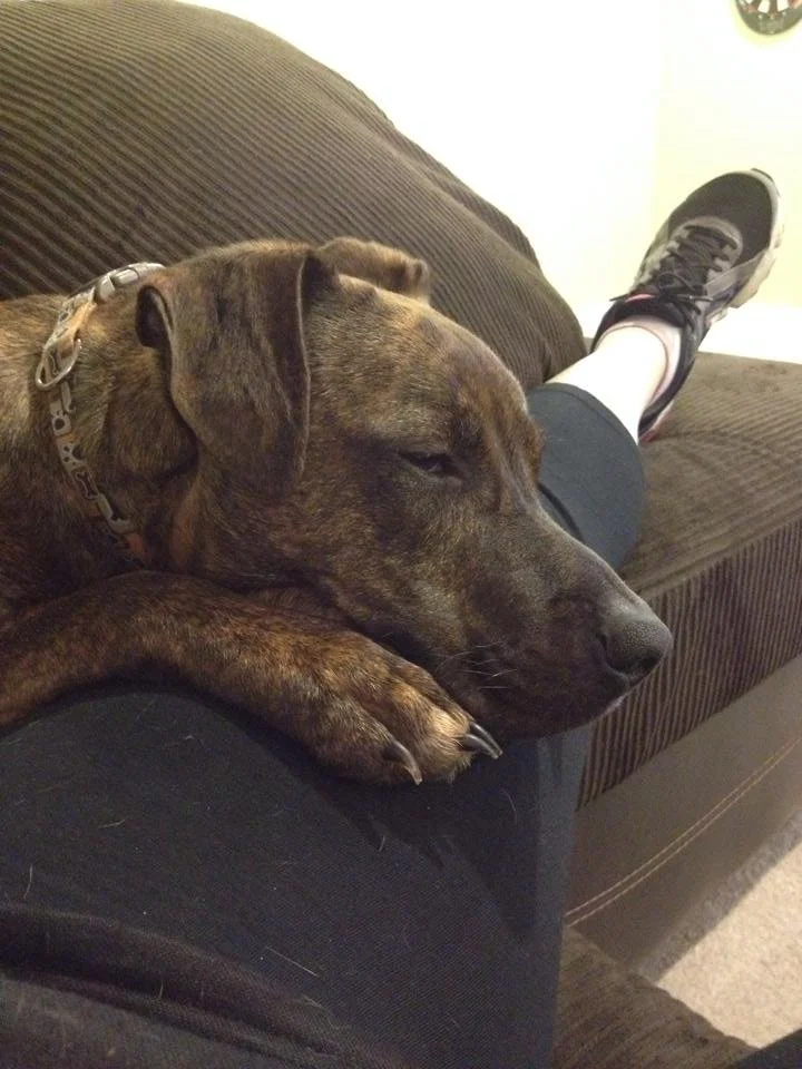 A brown brindle dog resting its head and paw on a person's leg while lying on a dark brown couch.