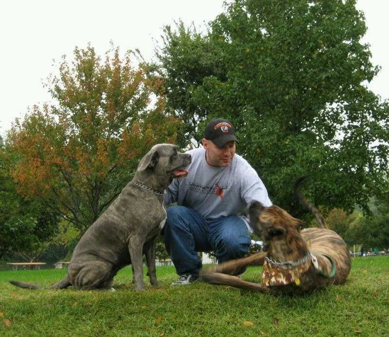 A man with three large dogs on a grassy park, with trees in the background.