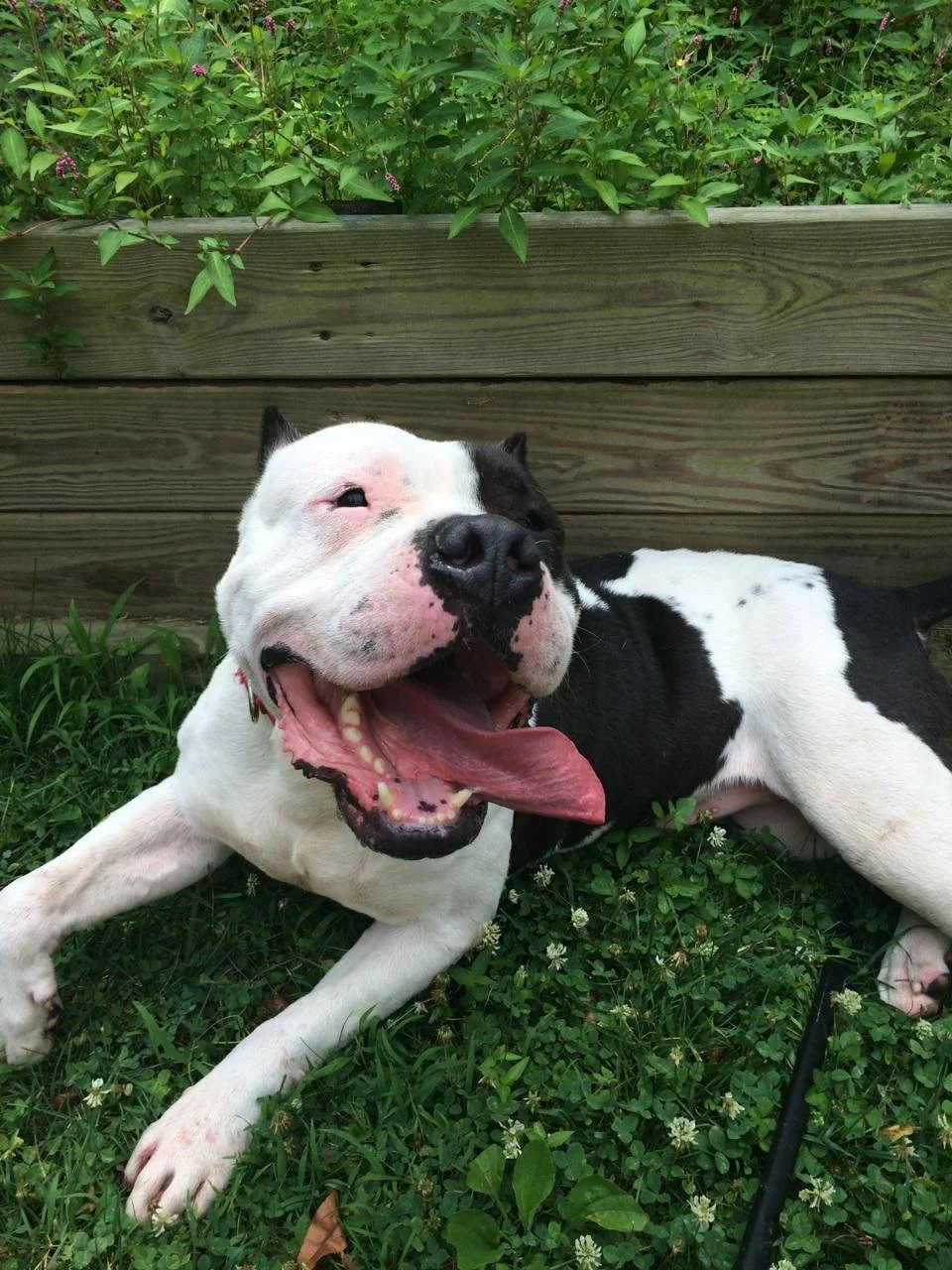 A happy black and white dog lying on the grass beside a wooden border, with green plants and flowers in the background.