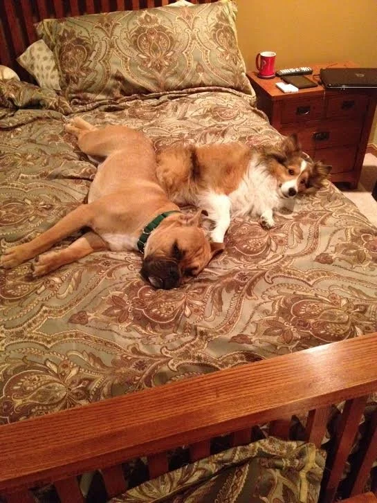 A large brown dog and a smaller Australian Shepherd dog are lying on a bed, sleeping together. The brown dog is on its side with a collar, and the Australian Shepherd is resting on its back with its head turned.