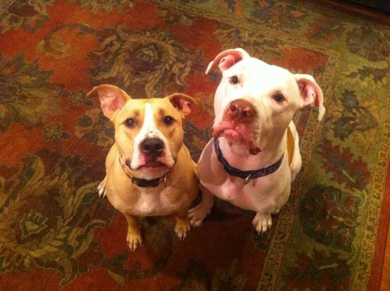 Two dogs sitting on an ornate rug, looking up at the camera. One is tan and white with a serious expression, and the other is white with their tongue hanging out and a playful expression.