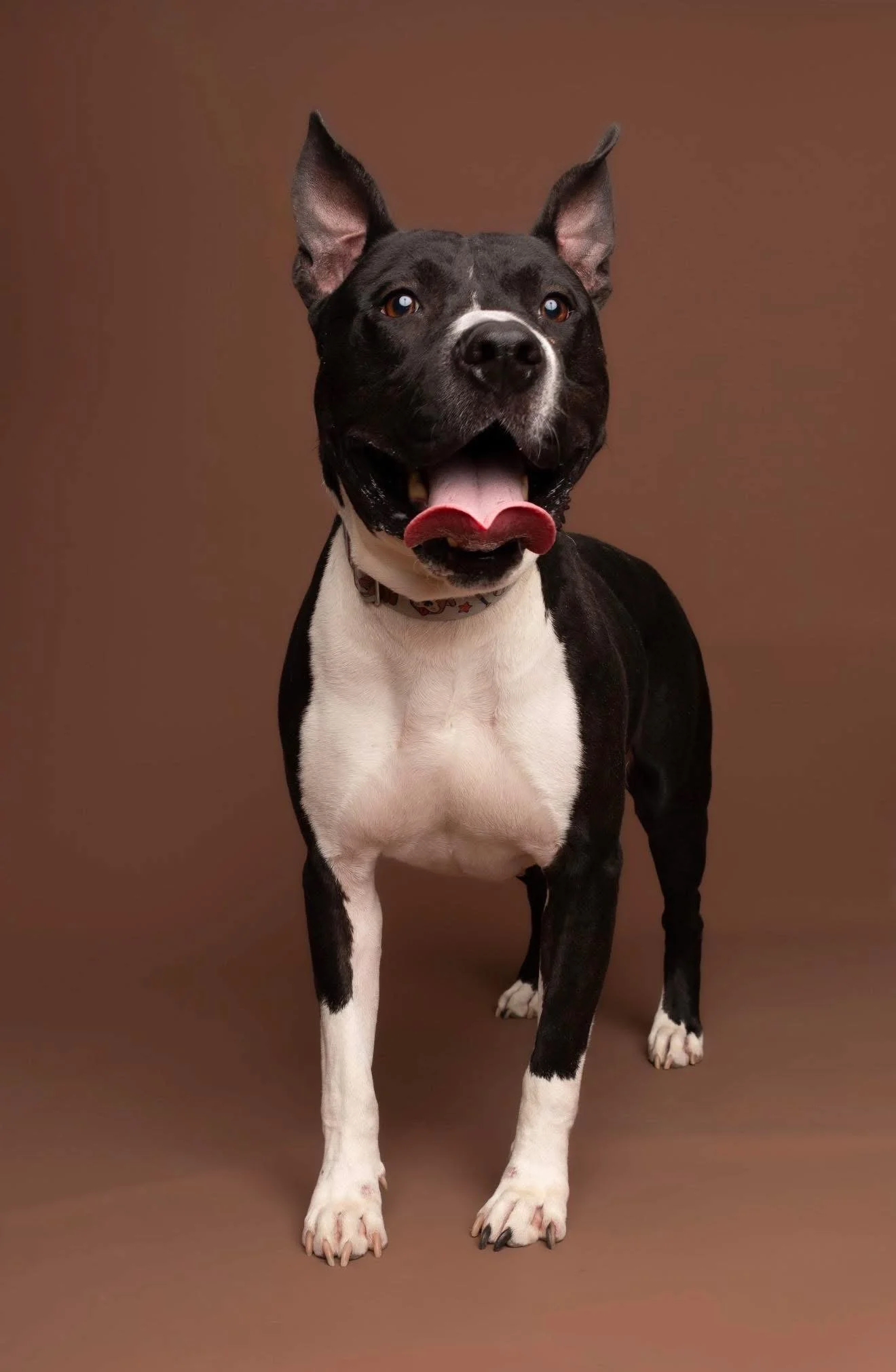 Bull, one of our dogs available for adoption
