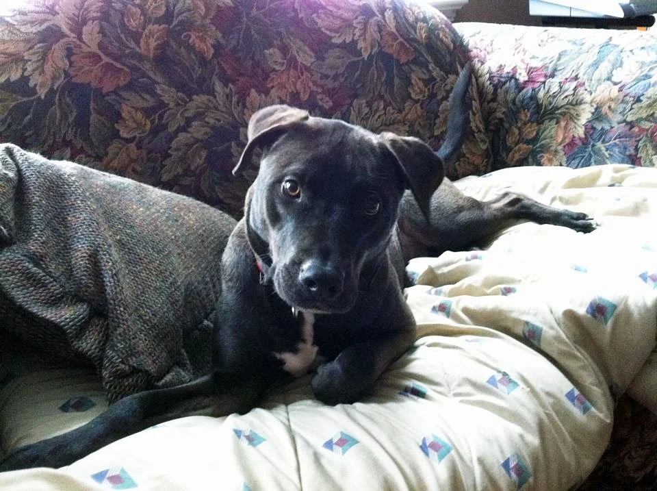 A black dog with a white chest lying on a floral-patterned couch next to a patterned throw pillow.