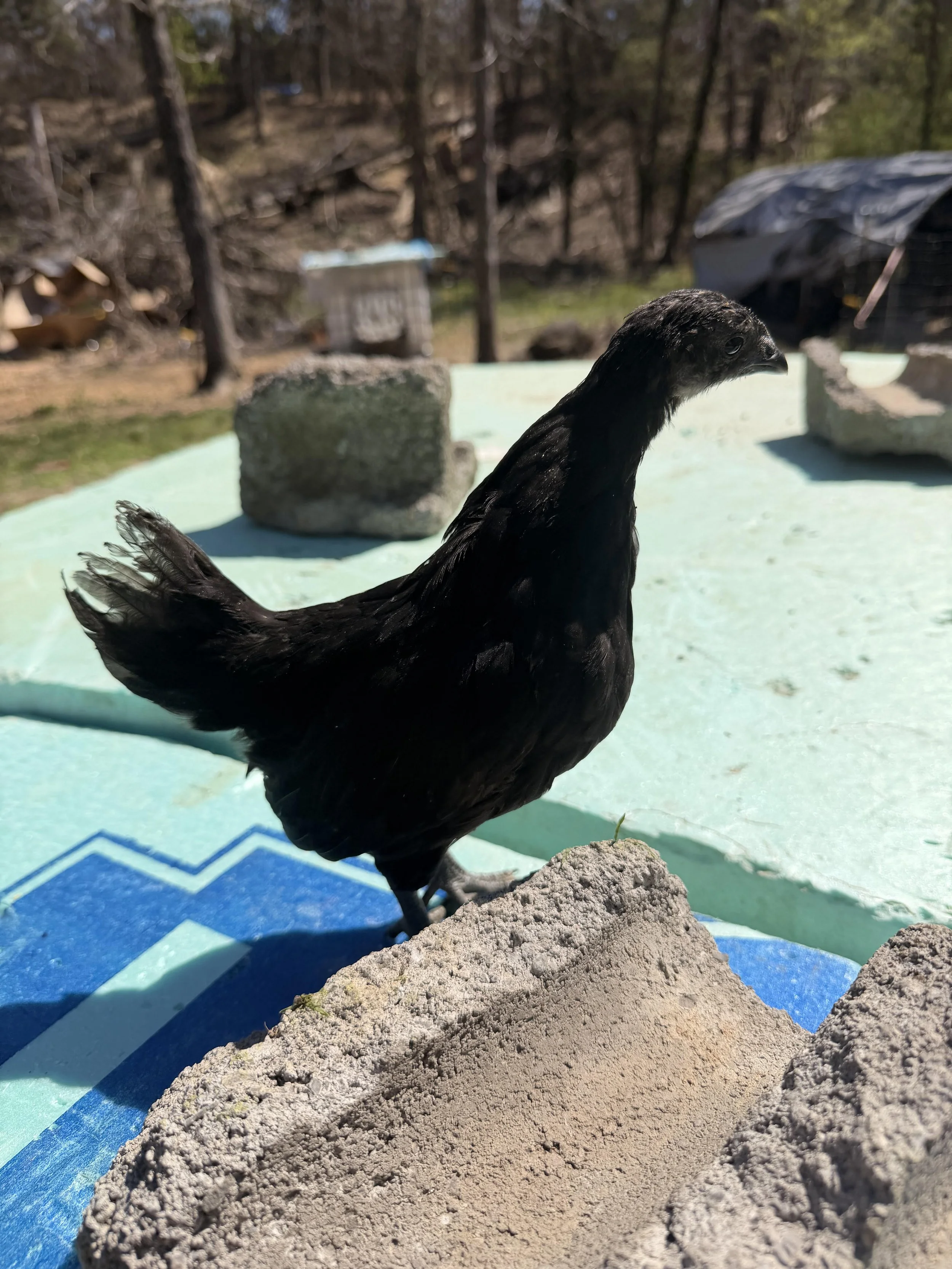 PREMIUM AYAM CEMANI PULLETS