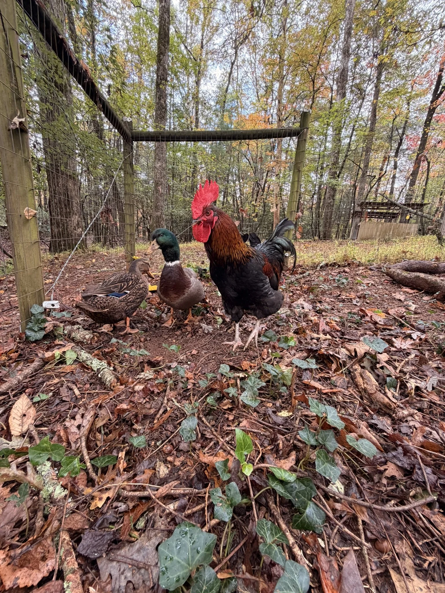 Rooster Adults