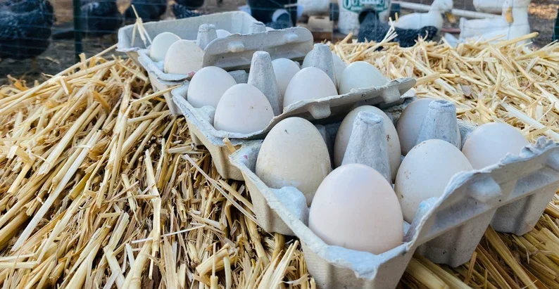 Mallard Duck Eggs