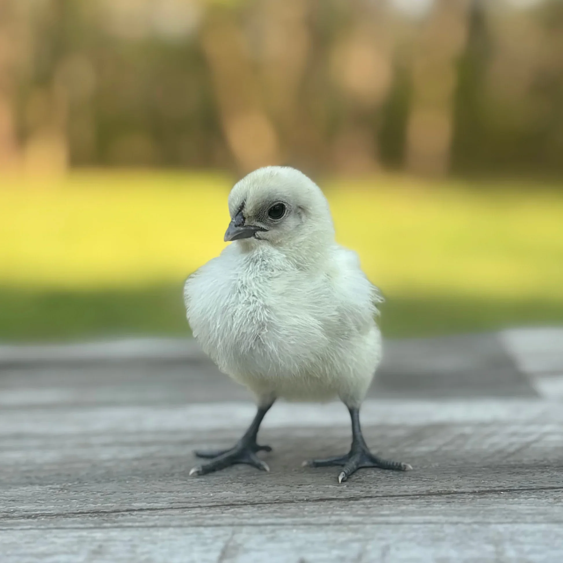 zombie-chick-lw.webp