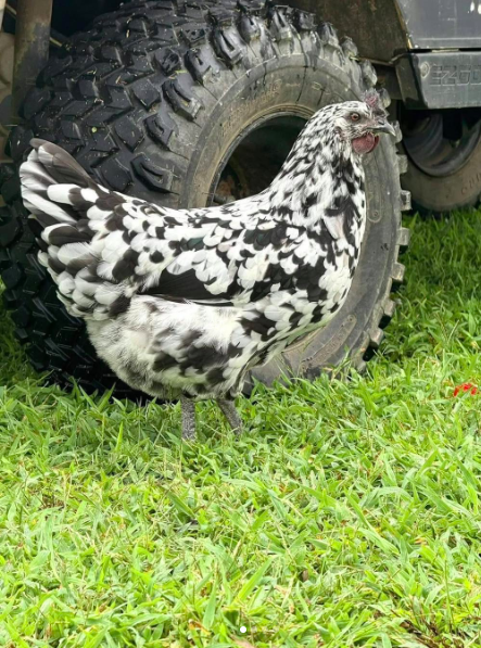 Zombie Pullets (Coming Soon)