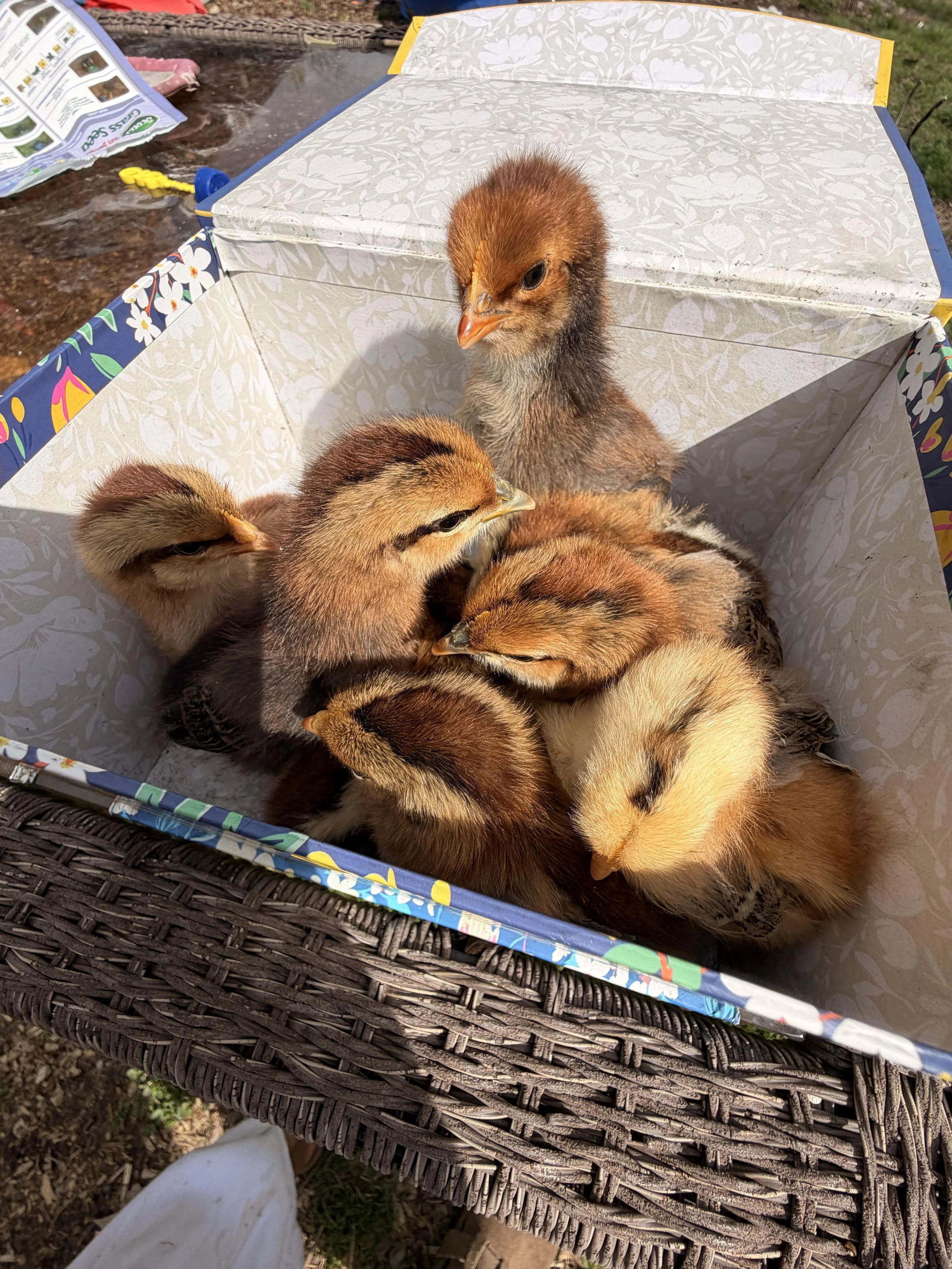 Chicks & Pullets (Barnyard Mix)
