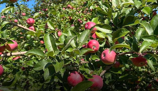 Woodford Mansion apple fest