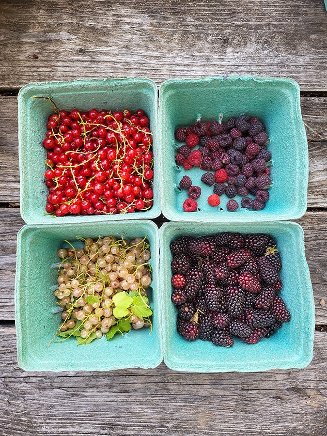 Fair Amount Food Forest
