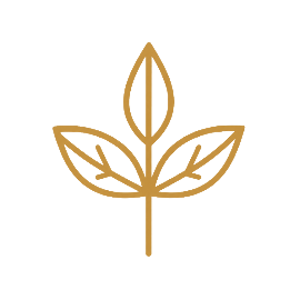 A simple line drawing of a plant with five leaves, outlined in gold or brown.