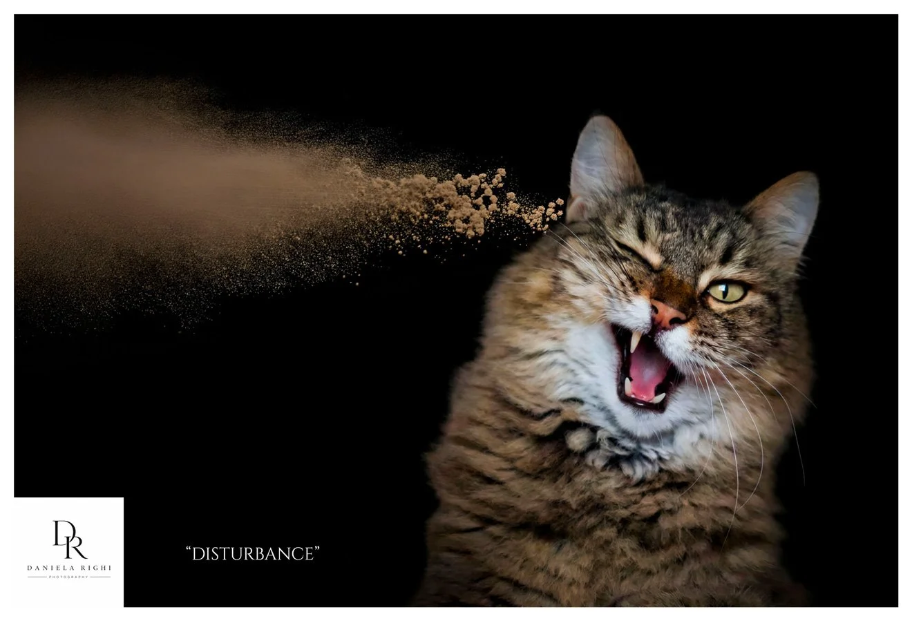 Disturbance-Daniela-Righi.jpg