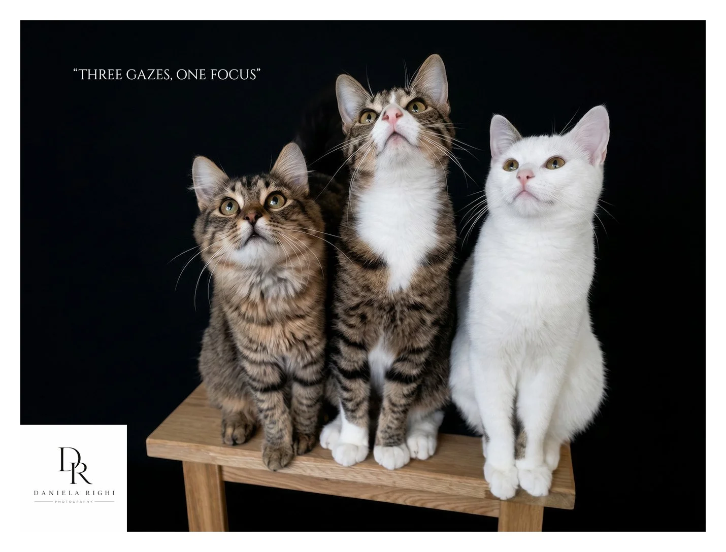 Three-gazes-One-Focus-Daniela-Righi.jpg