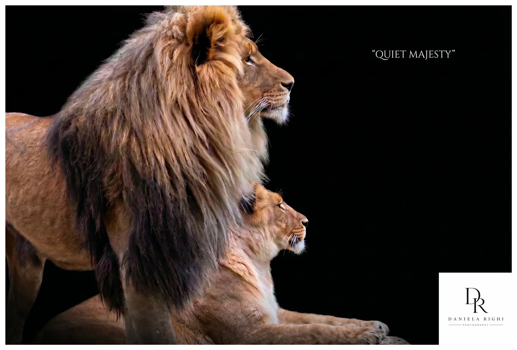 Quiet-Majesty-Daniela-Righi.jpg