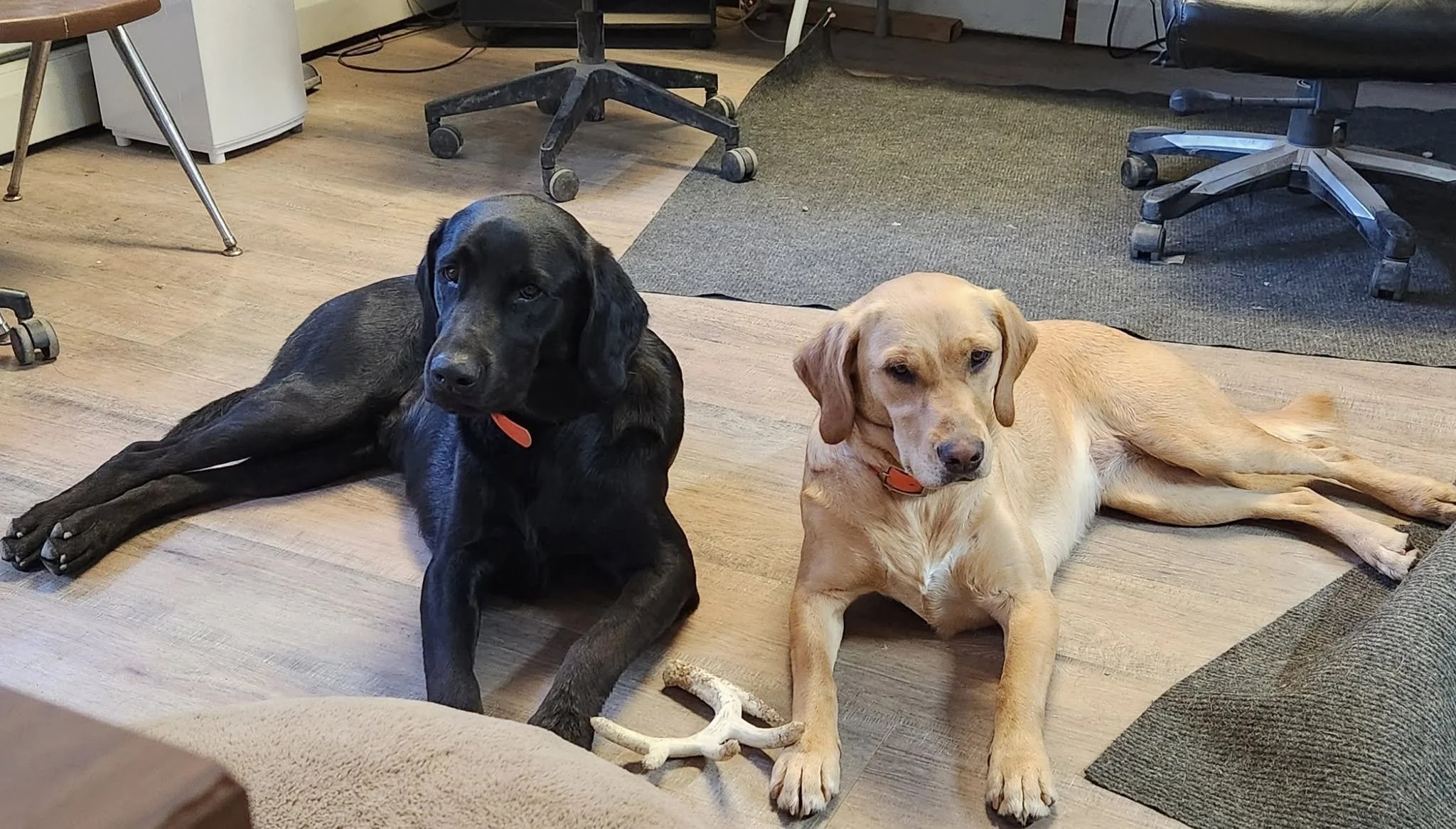 Two dogs lying on the floor inside an office, one black and one yellow, with office chairs and furniture in the background.