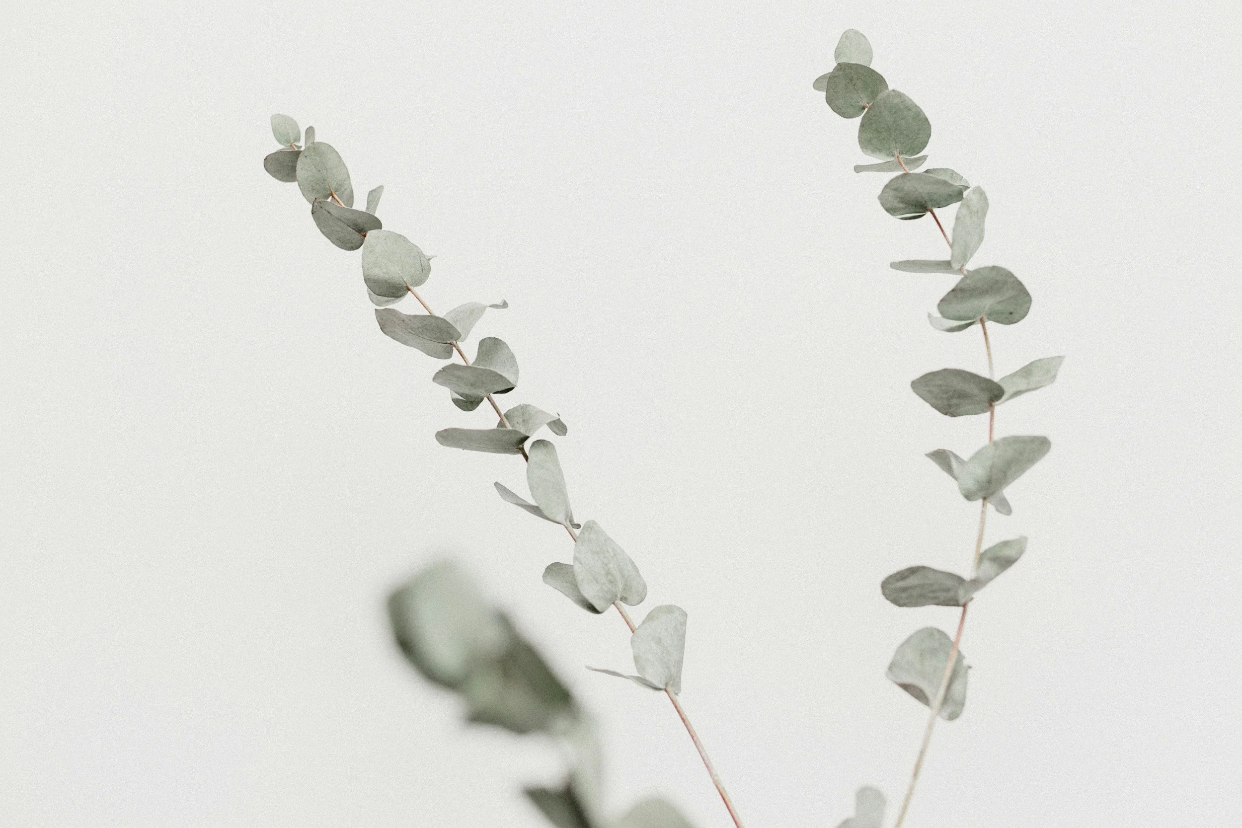Close-up of dried eucalyptus branches with round, muted-colored leaves on a light background.