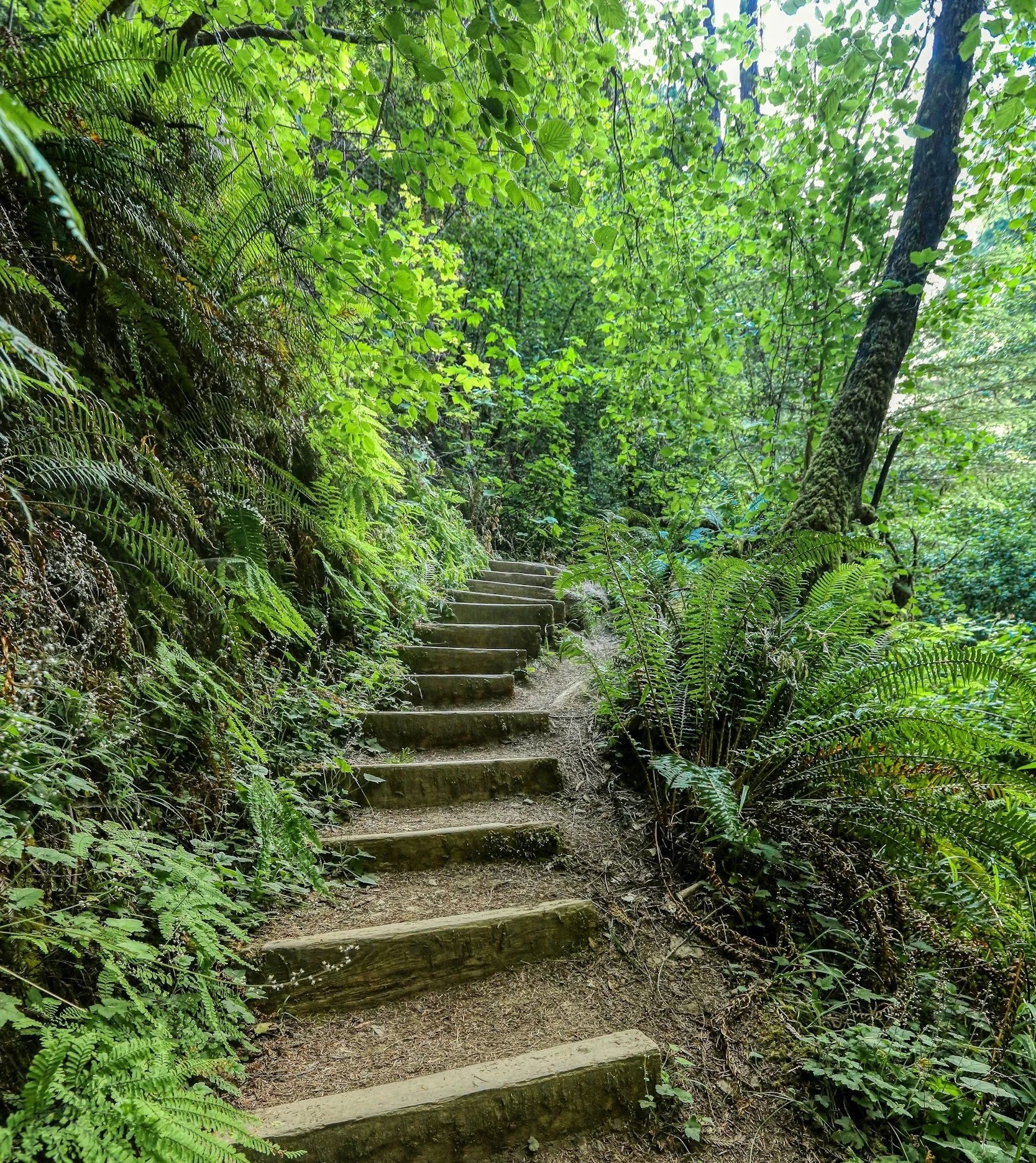 A wooded trail with wooden steps ascending through dense green foliage and trees.