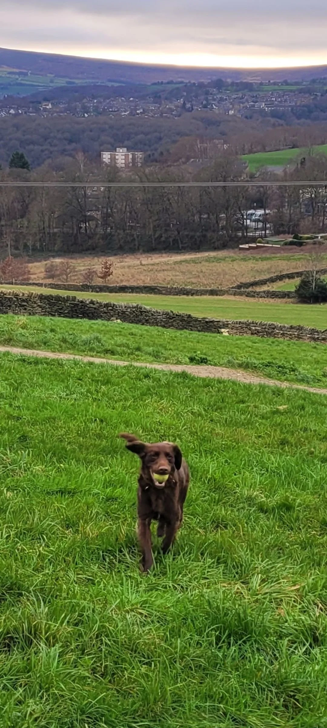 A brown dog running through a green grassy field with a tennis ball in its mouth, with a scenic landscape of trees, hills, and buildings in the background under a cloudy sky.