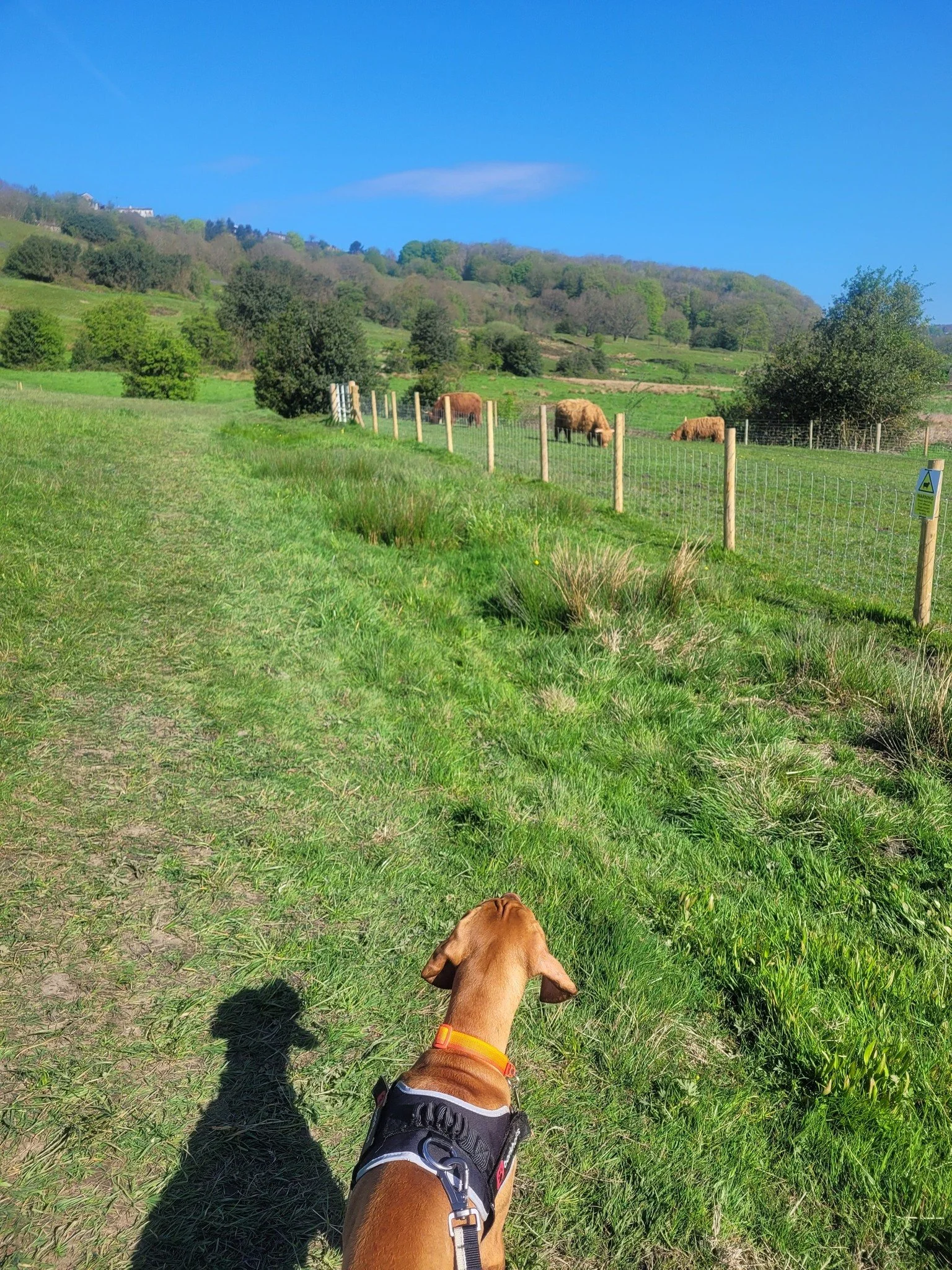 A dog with a collar and harness standing on a grassy trail, looking at a fenced field with grazing cows against a backdrop of rolling hills and a clear blue sky.