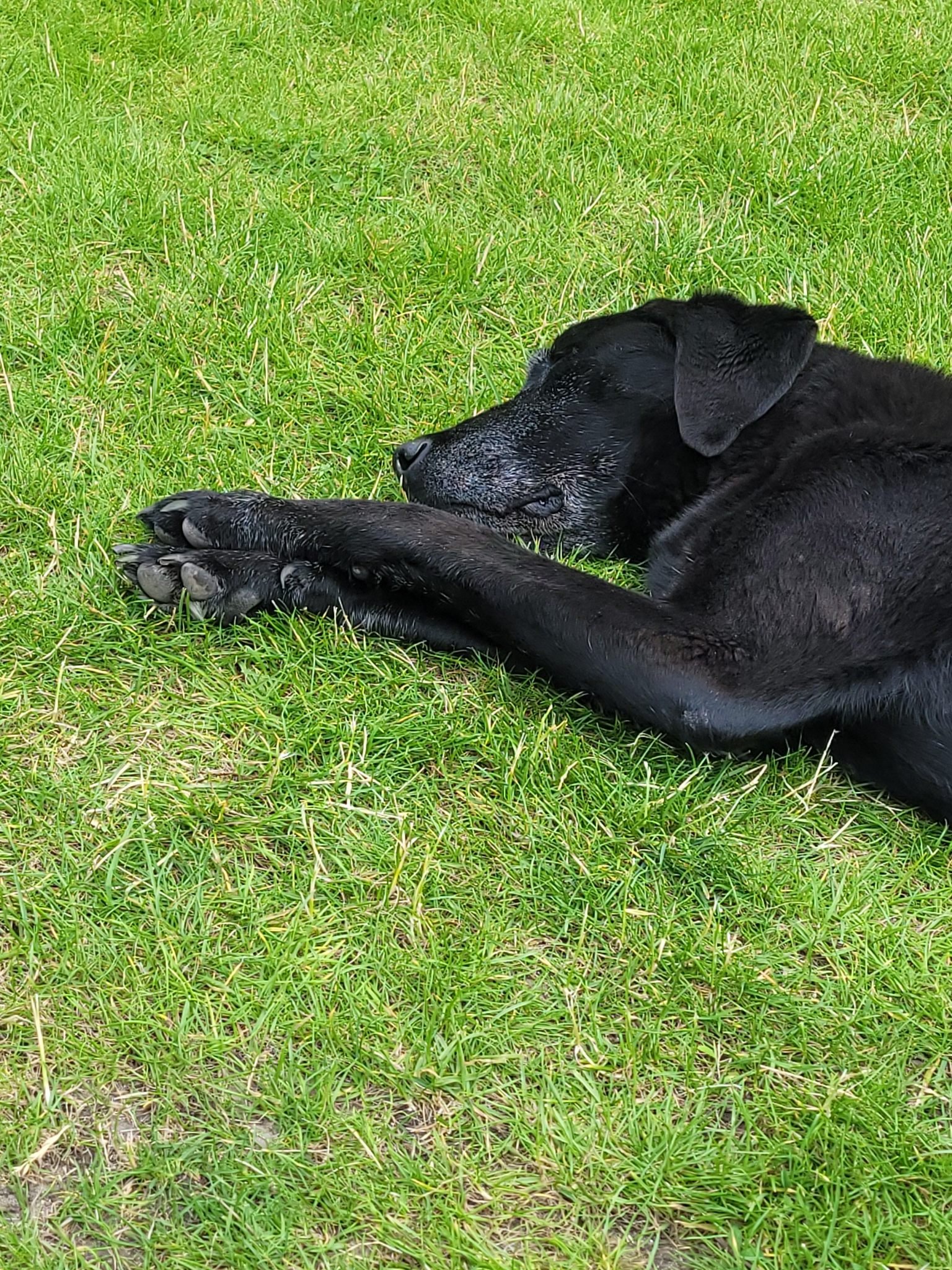 A black dog, possibly a Labrador Retriever puppy, lying on green grass with its eyes closed and paws crossed.