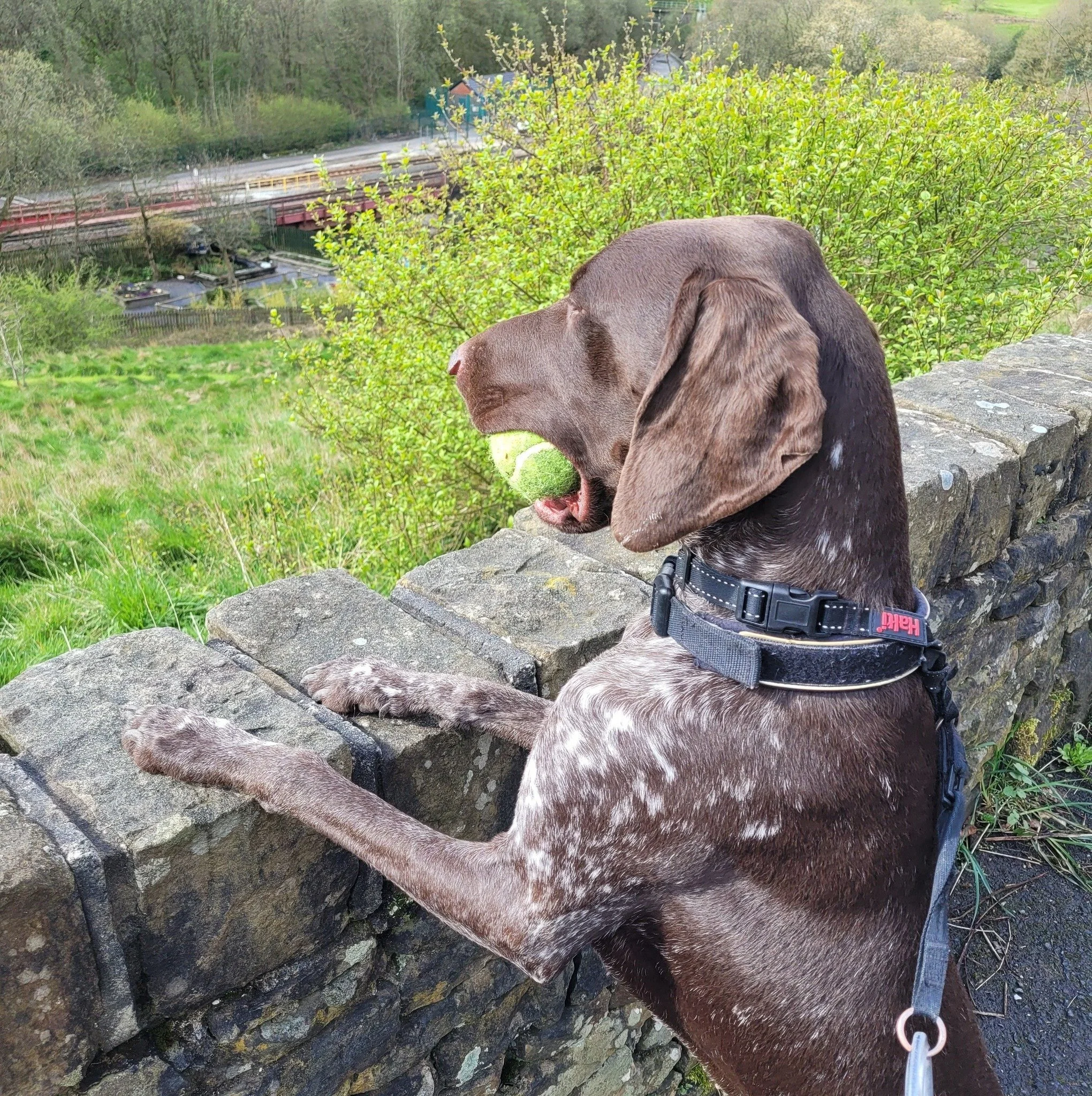 A brown dog sitting on a stone wall in a lush green area holding a tennis ball in its mouth. In the background, there are trees and a bridge over a railway.