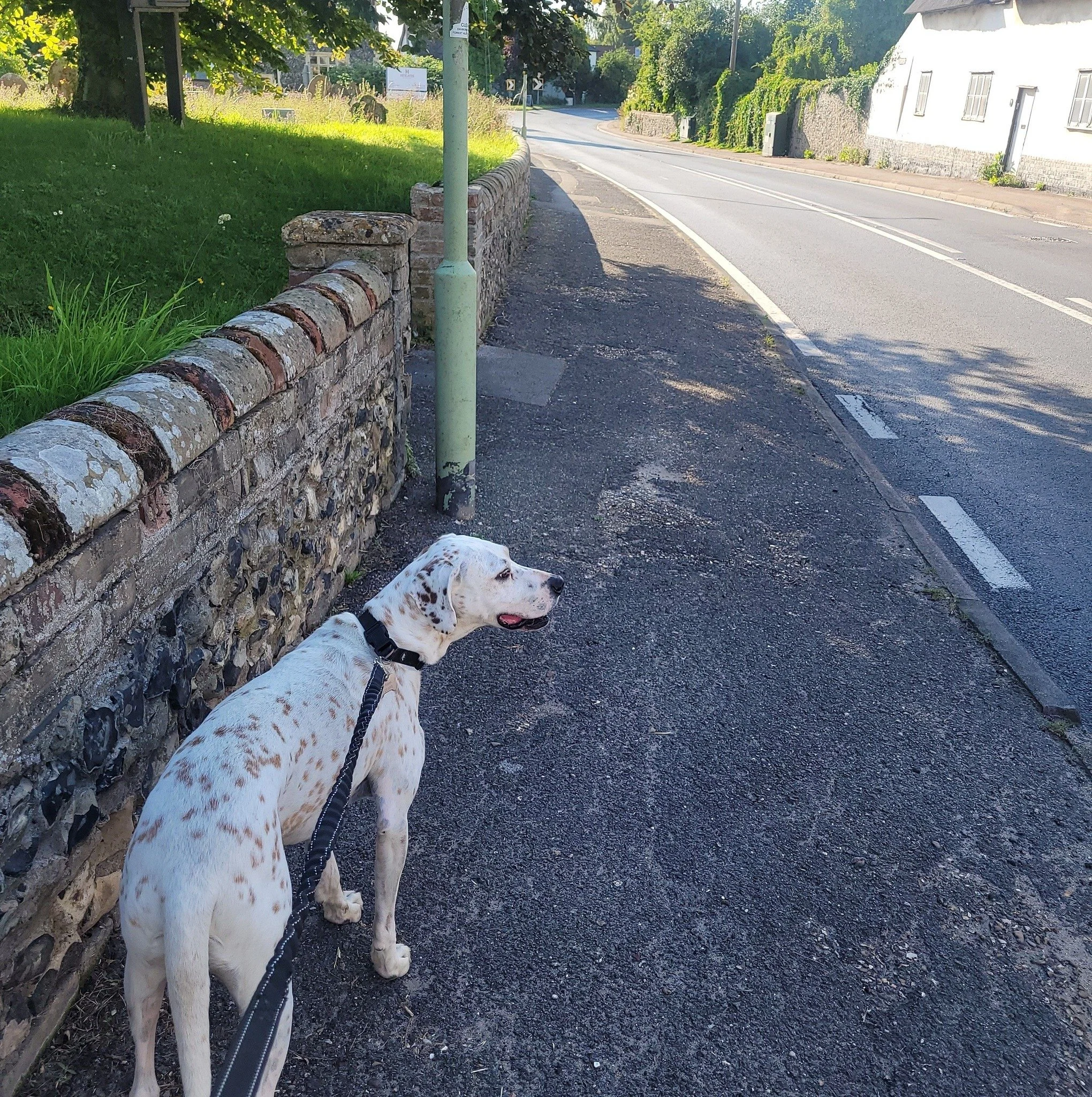 A white dog with brown spots on a leash looking to the right, standing beside a brick wall and sidewalk on a sunny street.