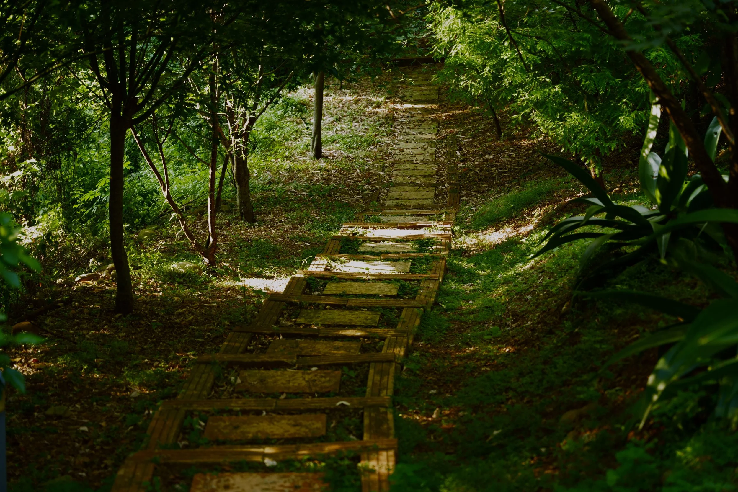 decorative path surrounded by trees