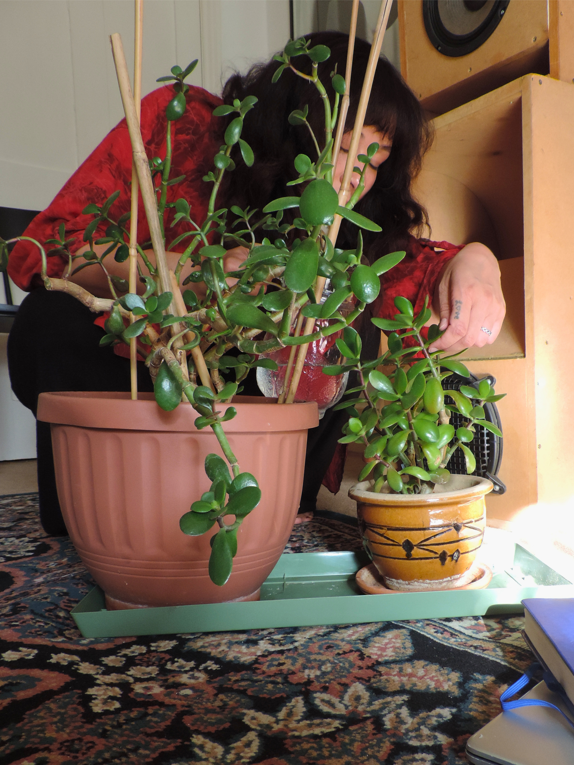 A woman wearing a red blouse with floral patterns sitting behind two potted plants, one large with green oval leaves and bamboo stakes, and one smaller with round green leaves, on a multicolored patterned rug in an indoor space with light-colored walls and wooden furniture.