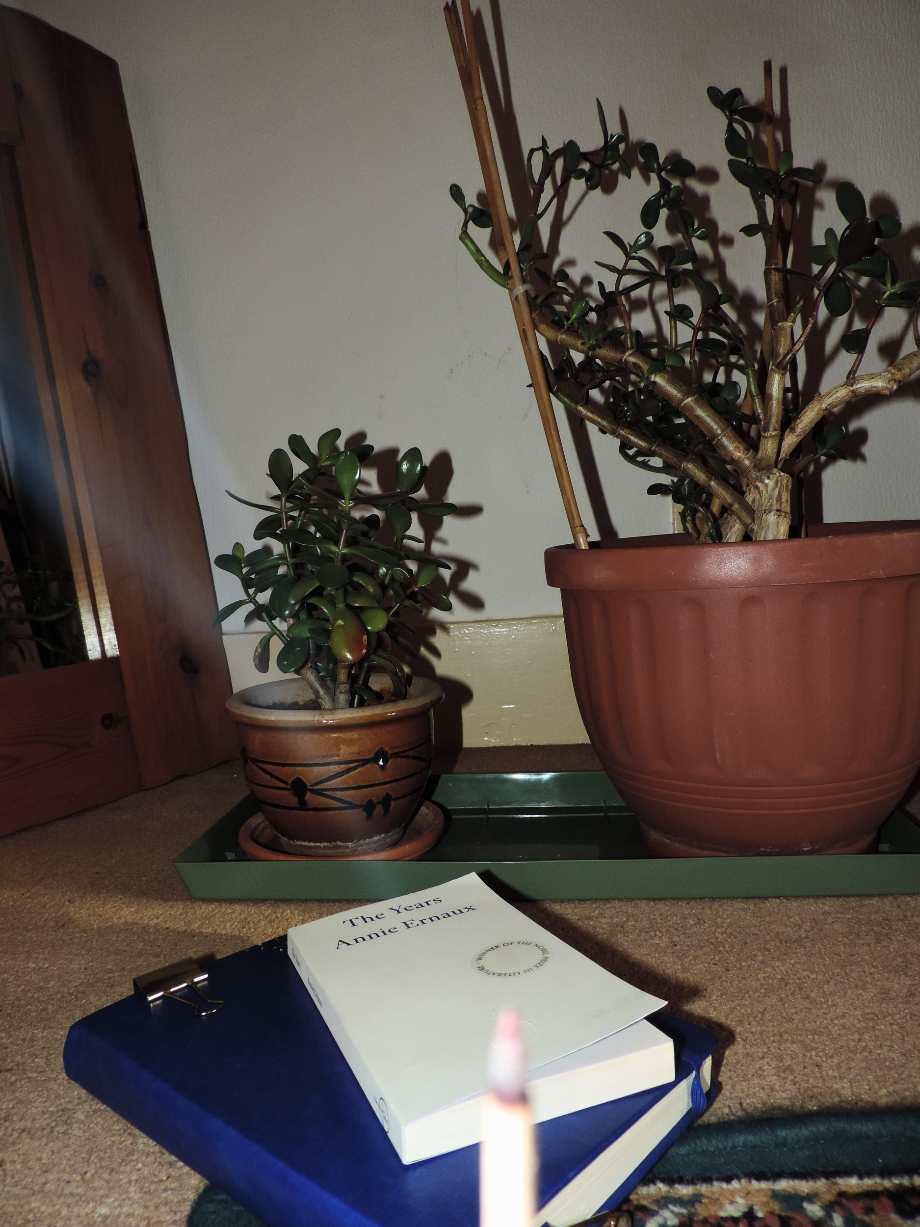 Two potted plants on a beige carpeted floor, with a larger terracotta pot on the right and a smaller pot on the left, in front of a white wall, with part of a wooden piece of furniture on the left side, and a white book and a blue binder on the floor at the bottom