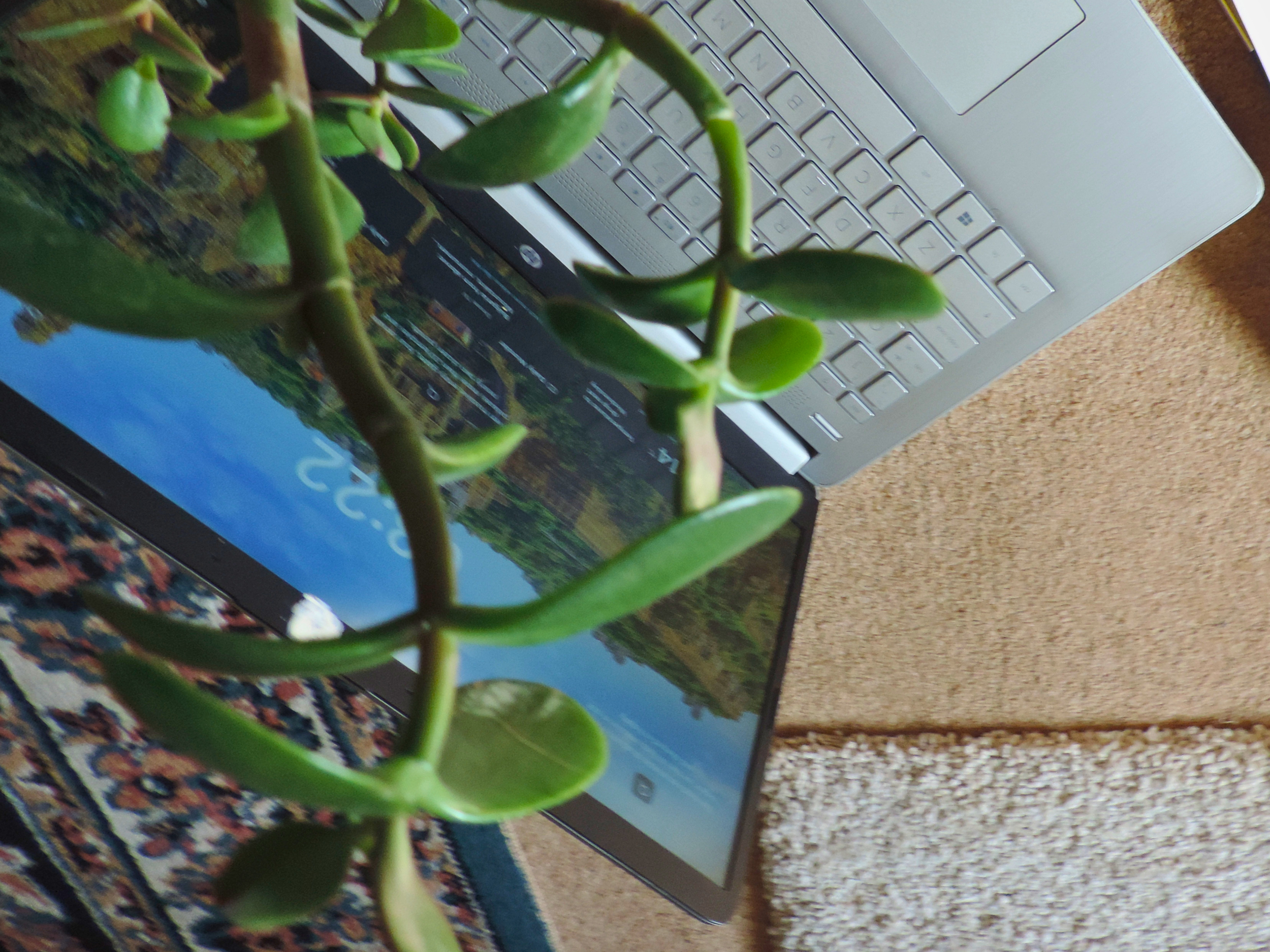 Close-up of a green, leafy succulent plant in a pot, with a laptop computer in the background on a beige carpeted surface.