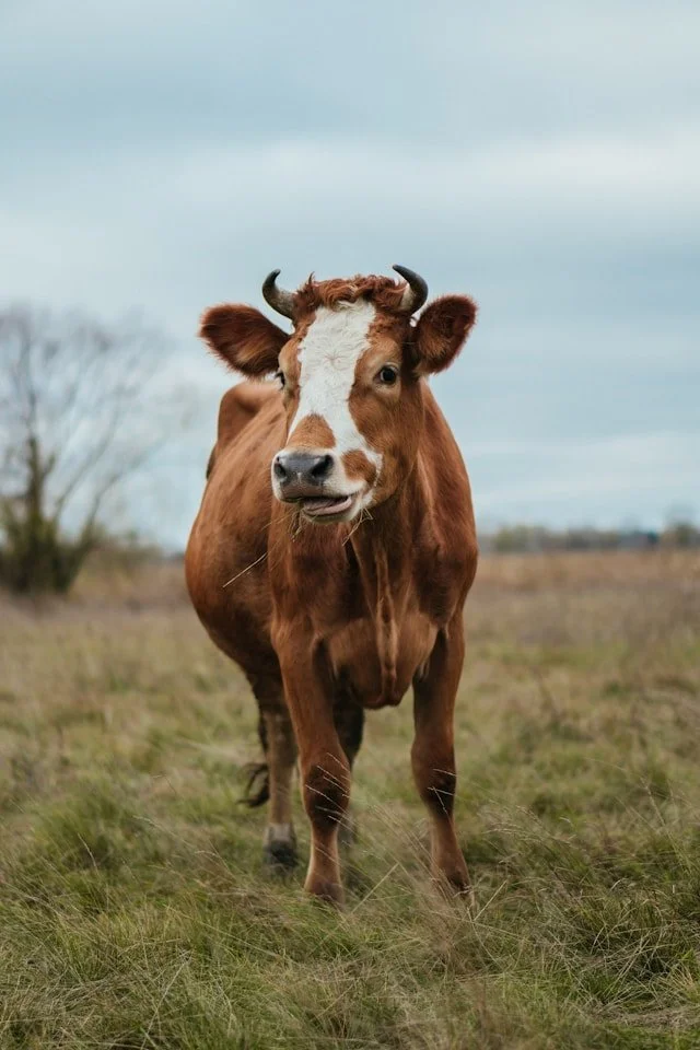 A brown and white cow standing in a grassy field with a partly cloudy sky in the background.