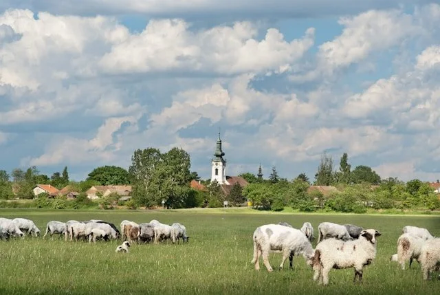 Grazing sheep on a green field with a church steeple in the background under a partly cloudy sky.