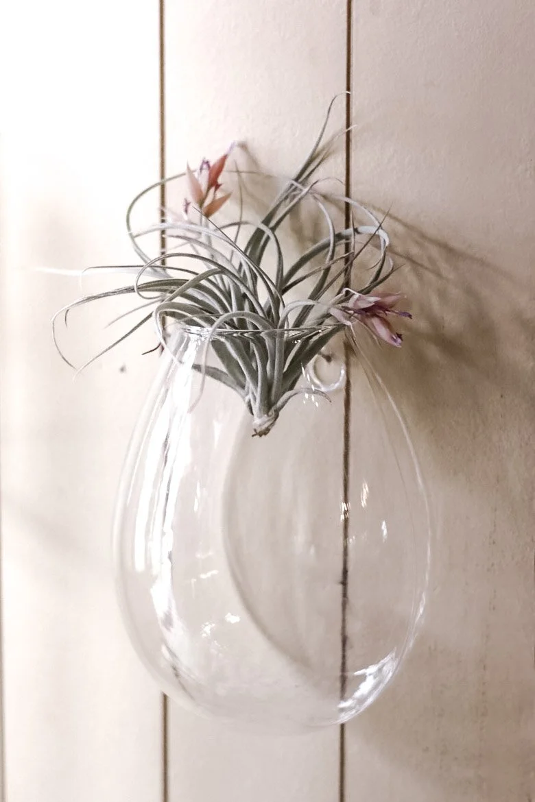 A glass vase with air plants and pink flowers hanging on a wall.